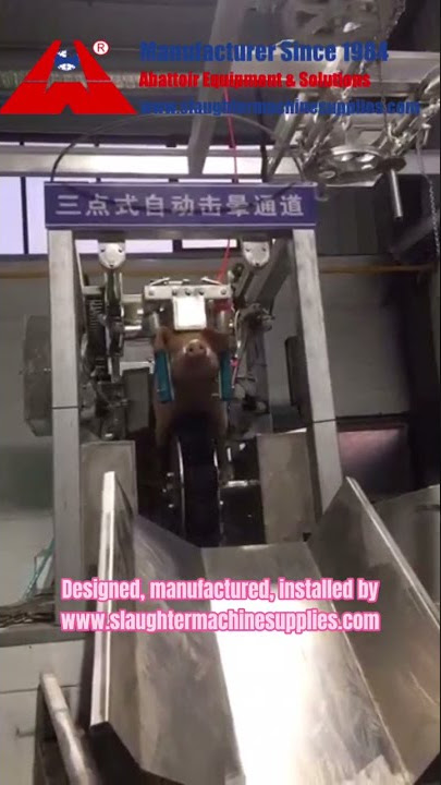 How to slaughter a pig in a humane way - high-tech modern hog slaughterhouse pork processing factory
