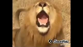 singa lucu meminta THR