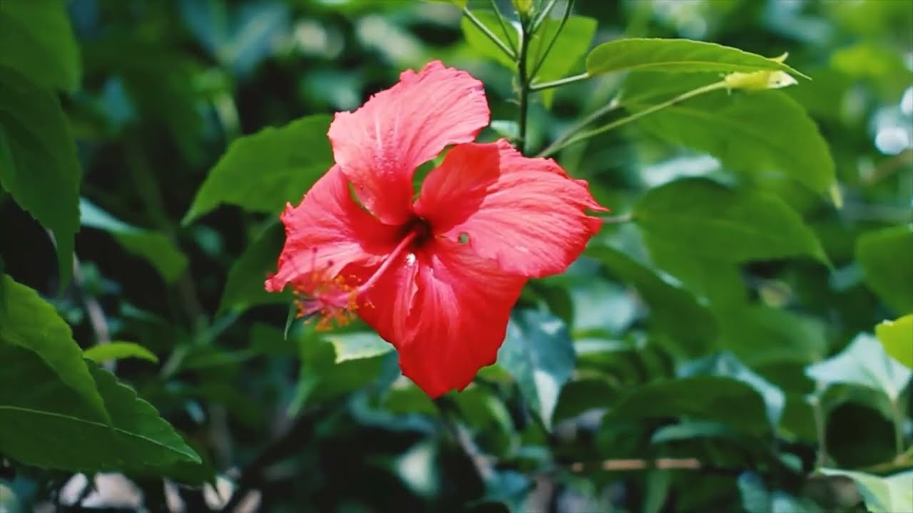 Find Inner Peace and Relaxation Serene Life with Vinod Music for Stress Relief and