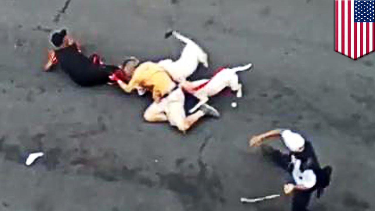 Can A Dog Get Scared To Death Can A Dog Get Scared To Death