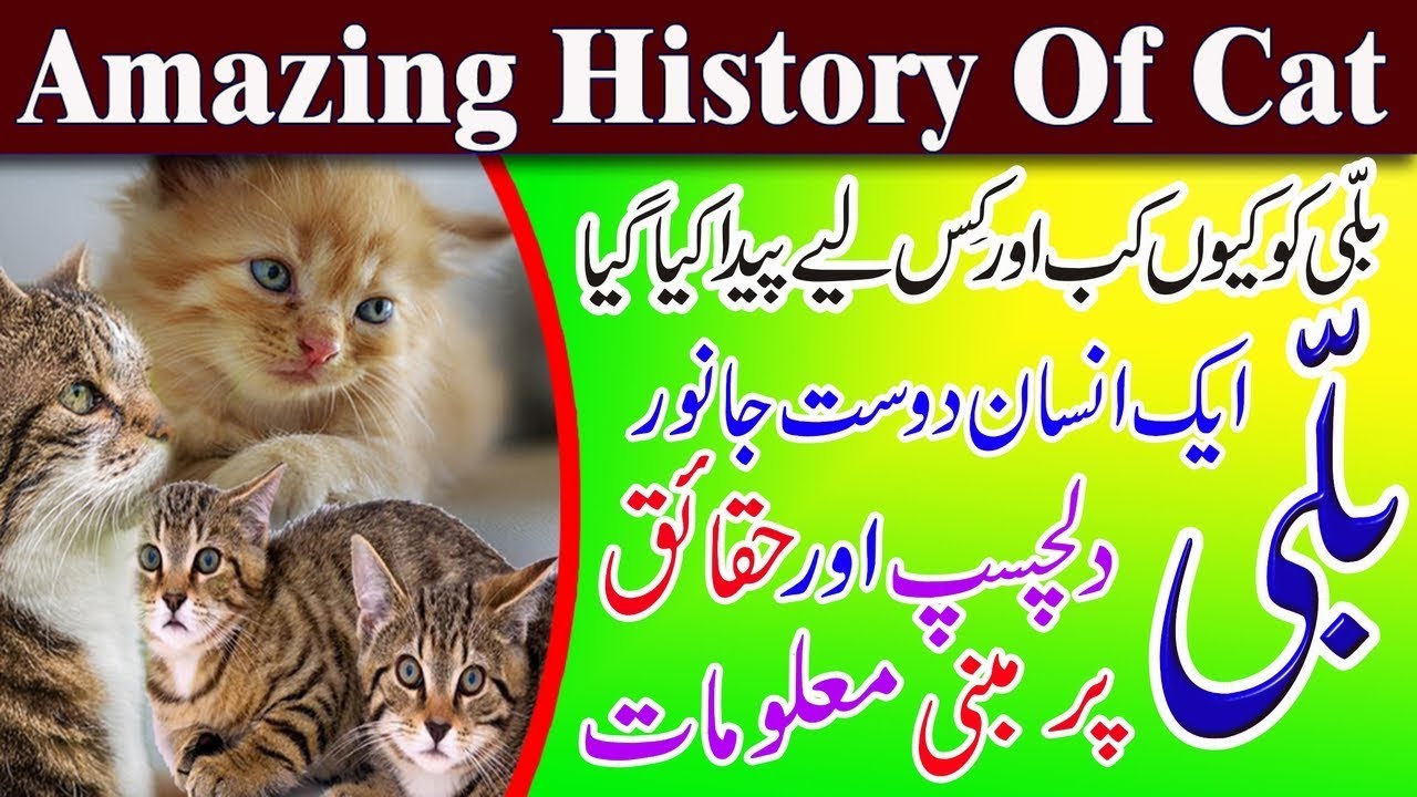 information about cat in urdu