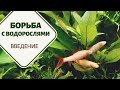 Борьба с водорослями. Часть 1. Основная информация ДЛЯ НОВИЧКОВ