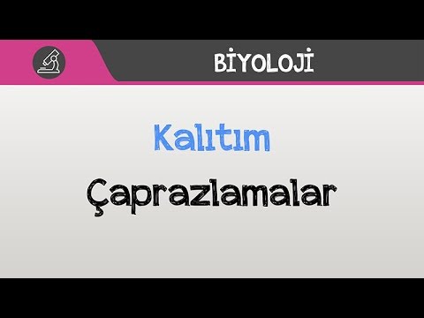 Video: Monohibrid Punnett Meydanı nədir?