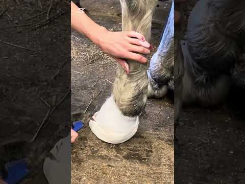 Hur man tar av ett hovgips 🐴 #hov #hovgips #gips #häst #horse Hur man tar av ett hovgips 🐴 #hov #hovgips #gips #häst #horse