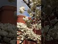 Sakura blooming in UK🌸