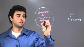 How Is DNA Code Carried From the Nucleus to the Ribosome? : Biology & DNA