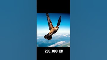 The Bird That Never Lands — 10 Months in the Air! 🕊️⚡