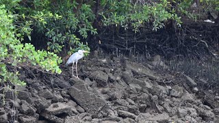 Wildlife Encounters in the Pasir Ris Mangrove