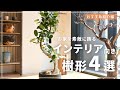 インテリア好き必見！樹形で選ぶ観葉植物【S字樹形】