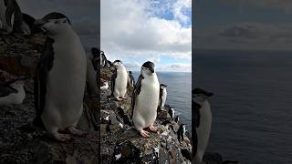 cute penguin @A2Motivation @BeatsWithHarnidh @MrBeast @BeastReacts @reelshortapp