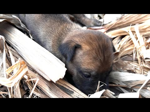 Poor Puppy was Lying on the road, Where mother, To Vet - YouTube