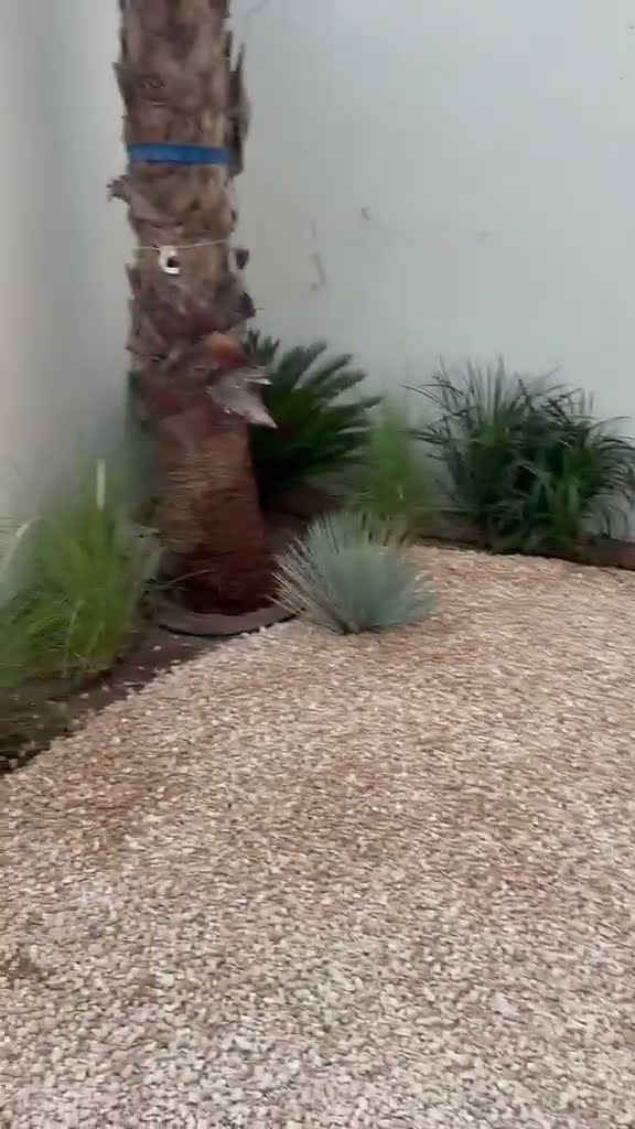 Planting & Garden Greenery in Dubai — NAM Landscaping Dubai video