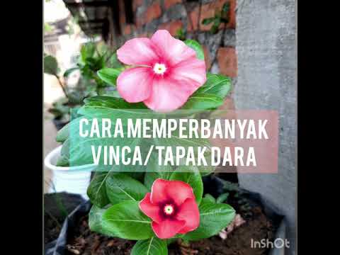 Cara Menanam vinca/Tapak