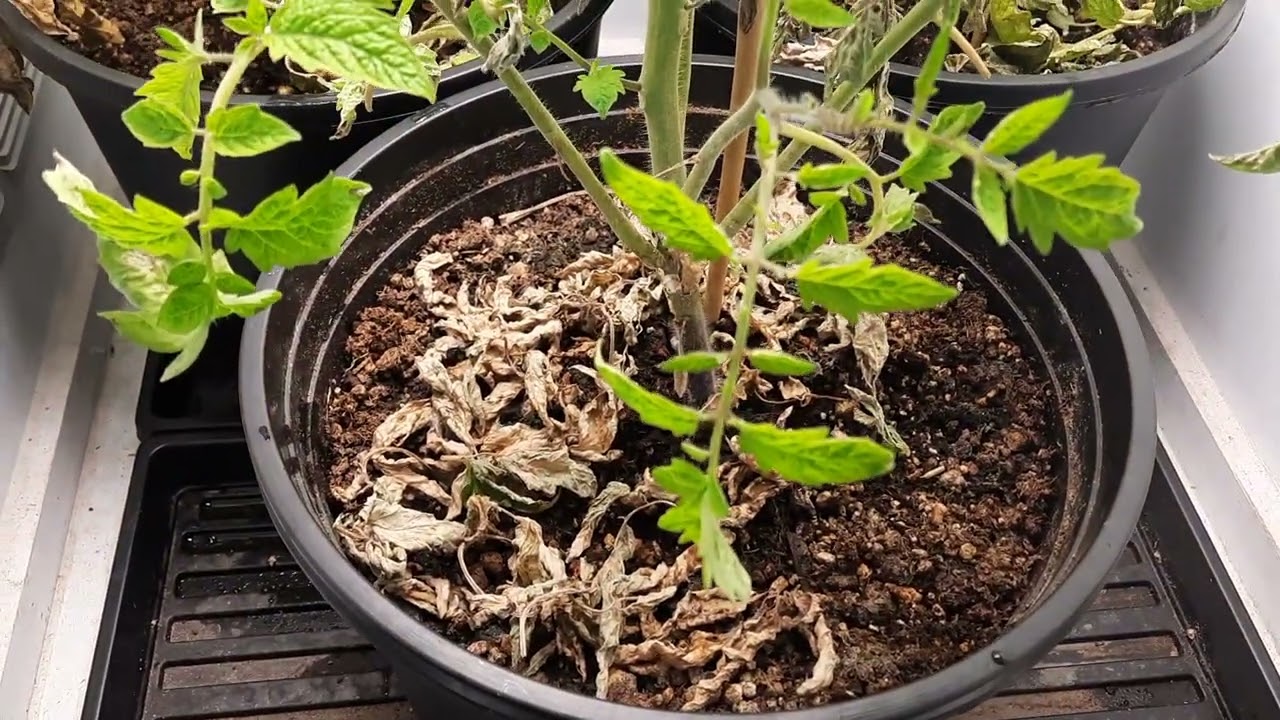 Roma tomatoes grown in a 2x2 ft indoor grow space.