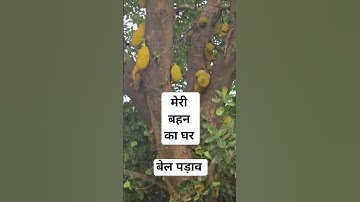 मेरी बहन का घर बेल पड़ाव #gopalpathak #naithana #cybersecurity #gopal #computer