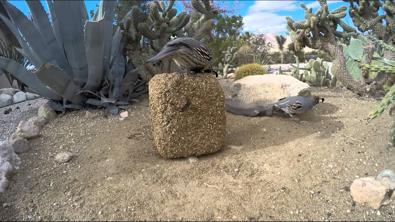 Quail Block Day Five YouTube