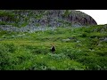 Встреча с медведем, Кольский/Meeting a bear, Kola Peninsula