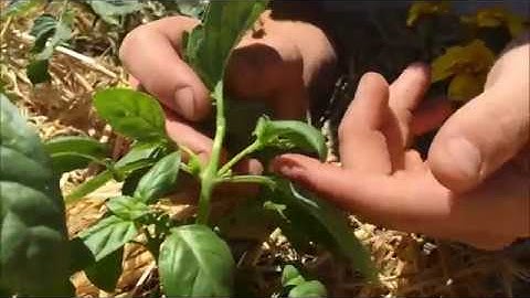 Trimming and Topping Basil