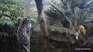 Margay - Leopardus wiedii by SCARCE WORLDWIDE 11,013 views 7 years ago 1 minute, 28 seconds