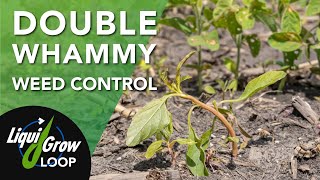 Fight Waterhemp with HPPD Inhibitors and Atrazine