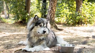 Alaskan Malamutes and Soccer: Can Your Pup Score?How to Train Your Dog for Soccer?