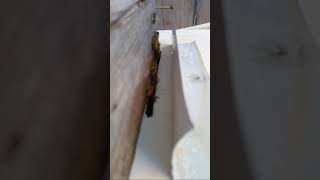 Strange Bee Entrance Behavior After Opening Hive