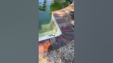 Venomous snake in swimming pool?