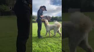 Fun obedience exercises with a Labradoodle