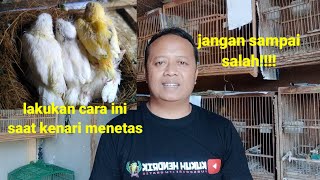 tips!!!! makanan terbaik untuk kenari yang baru menetas/ pakan kenari yang sedang meloloh