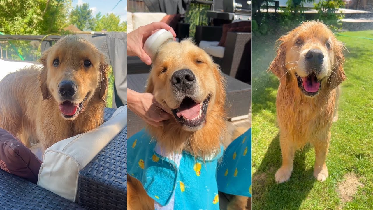 Golden Retrievers have an Outdoor Bath