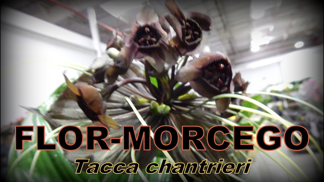 TACCA CHANTRIERI - Não é uma orquídea. - thptnganamst.edu.vn