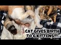 CAT GIVES BIRTH TO 6 KITTENS | 3 HRS LABOR
