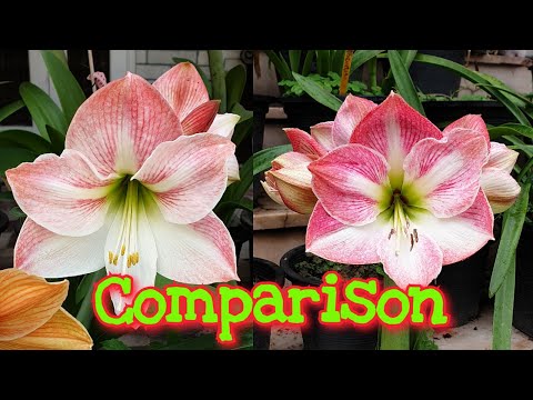 Comparison Between Hippeastrum Apple Blossom And Cherry Blossom