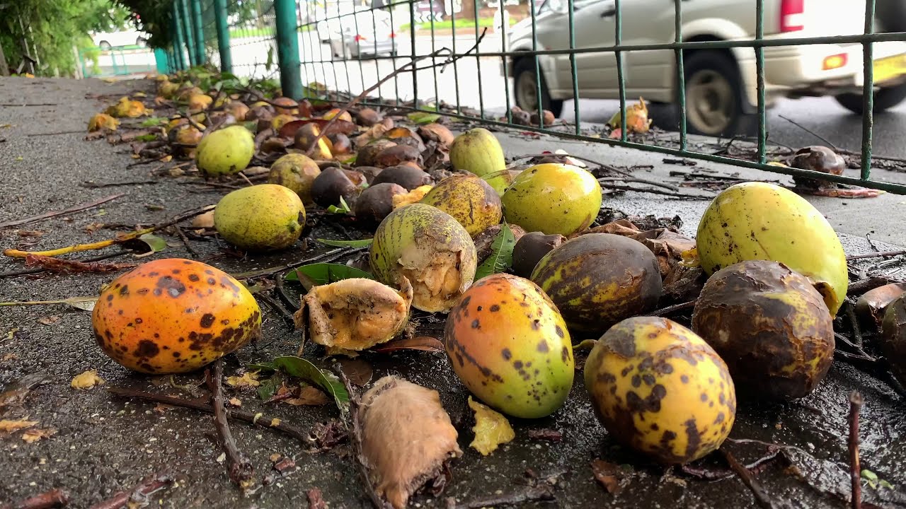 MANGOES and NO MANGOES Lismore Sign Rhyme - YouTube