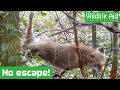 Furious fox found DANGLING by her leg!