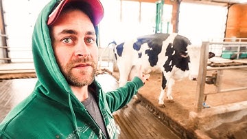 Drying Off Dairy Cows with Milking Robots