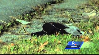 Manheim Township police investigating homicide