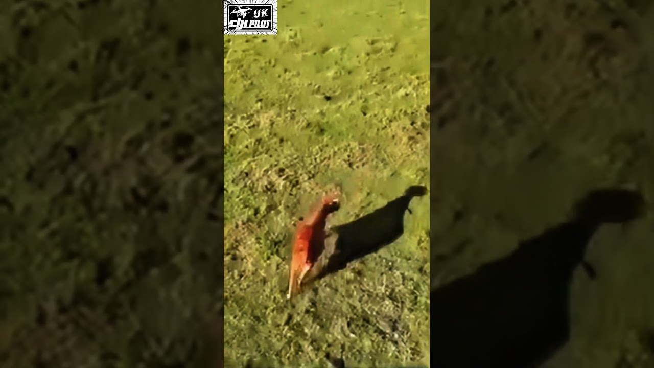 Animal Reactions to FPV! Panic! Cute Animals FREAK OUT Over FPV Drone! Hilarious Reactions