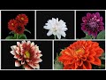 Timelapse of flower blossom  compilation of timelapse flower blossom