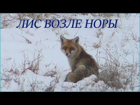 Лис возле своей норы зимой / Fox near its hole in winter