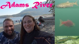 Scuba Diving with Fraser Adams River Sockeye in Shuswap Lake
