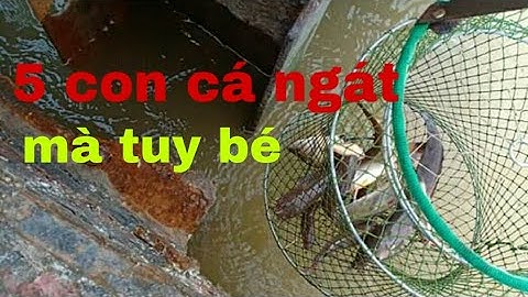 Câu cá sông cổ chiên | câu tôm, câu cá phà cổ chiên.