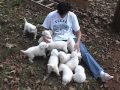 Karma's Puppies - Our Litter of 11 Maremma Puppies