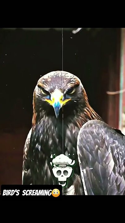 SUARA BURUNG YANG BERTERIAK 😱