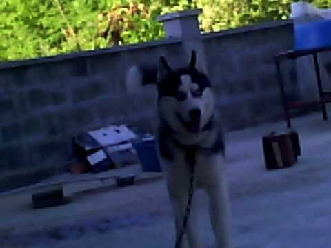 @(ჩემი ლაიკა)@