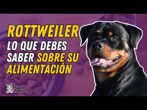 Video: Cómo Alimentar A Tu Cachorro Rottweiler