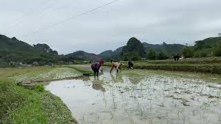 Quê hương tôi. Là chốn thanh bình