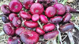 Уборка урожая ялтинского лука / Крупный лук Эксибишен