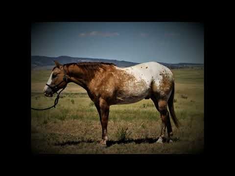 Full House Elite Performance Stock Horse Sale #32 Peach