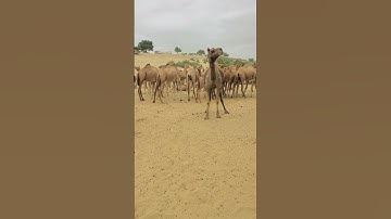 Most angry camel #camels